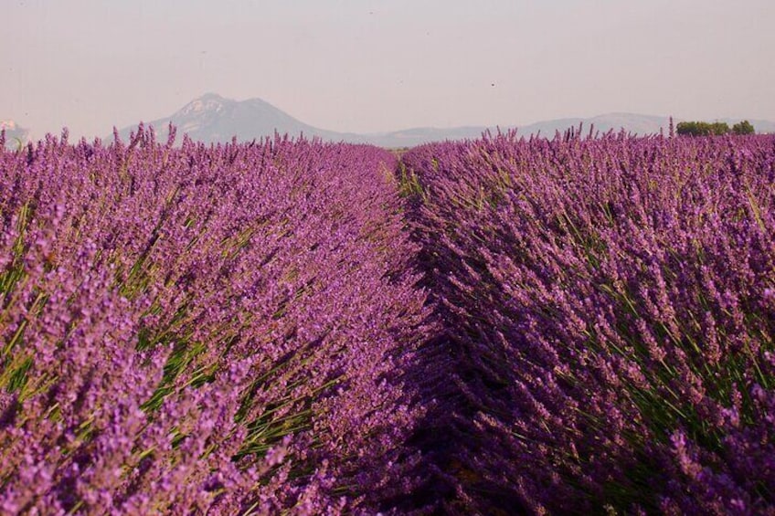 Sunset Lavender Tour in Valensole with pickup from Marseille 