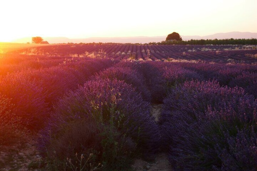 Sunset Tour in the Valensole plateau with pickup from Marseille