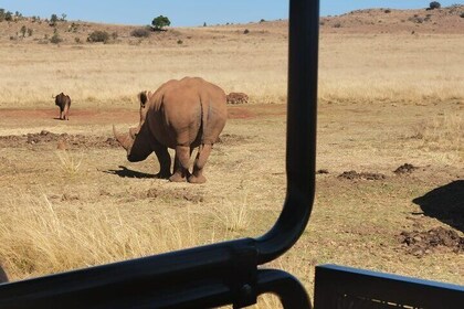Johannesburg Safari - Rhino And Lion with Wondercave
