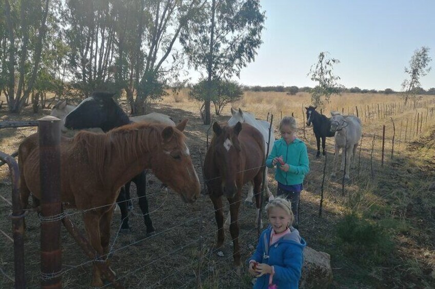 Farm Witpoort 2 Hour Horse Riding Trail