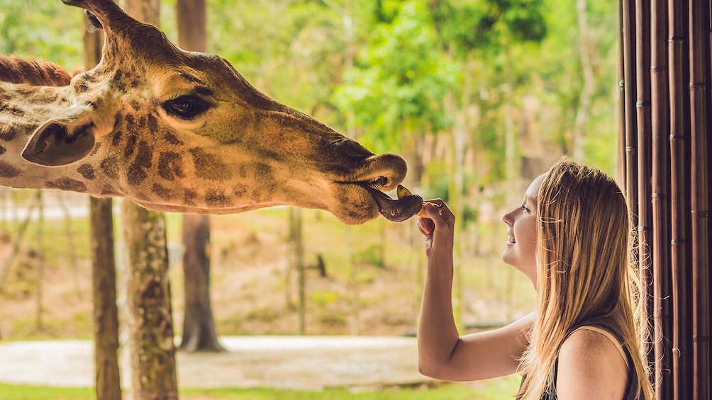 Go San Antonio Explorer pass: Choose 3 or 5 attractions