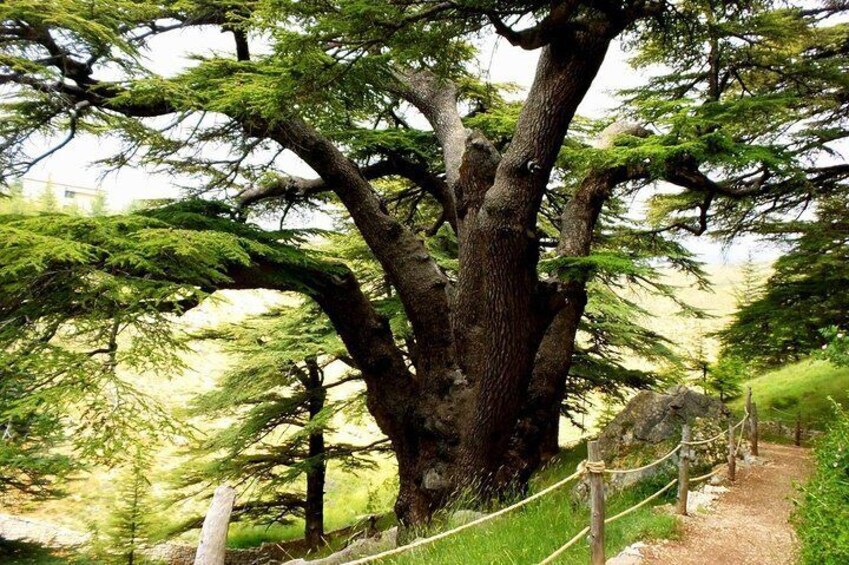 Bcharre - Qadisha Valley & Cedars Forest Tour