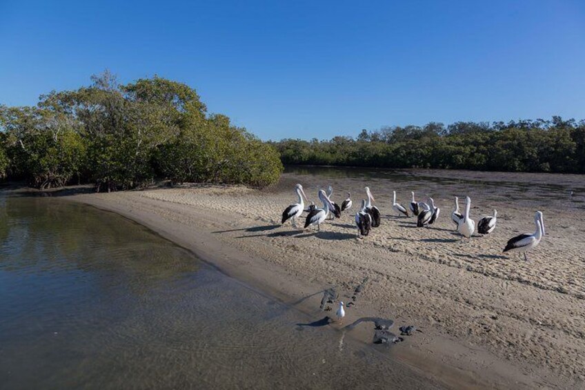 Our locals waiting for their lunch on the bank!
