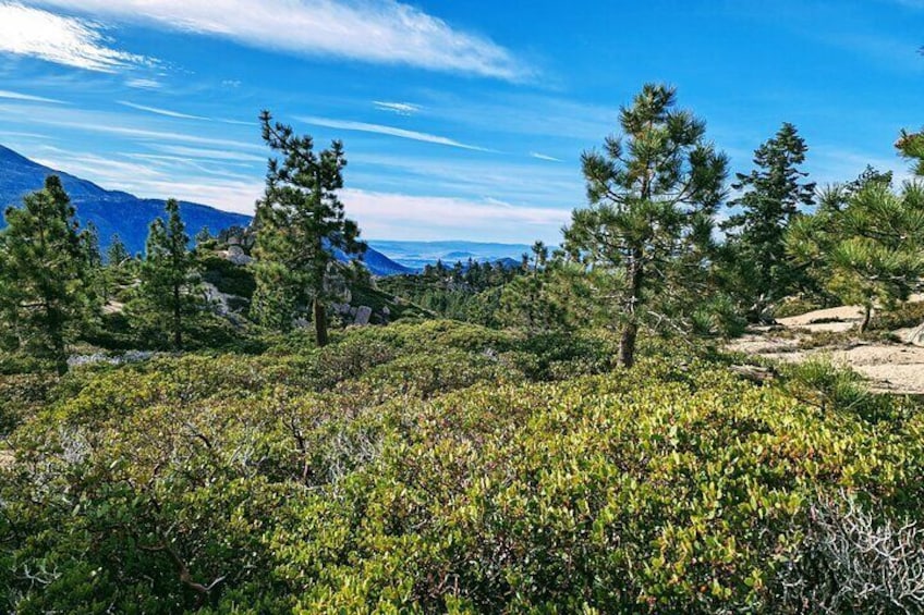 Private Hike in Big Bear with Lake Swimming Experience