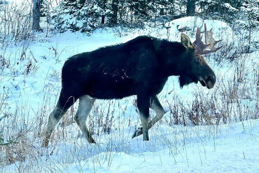 Moose spotting in winter