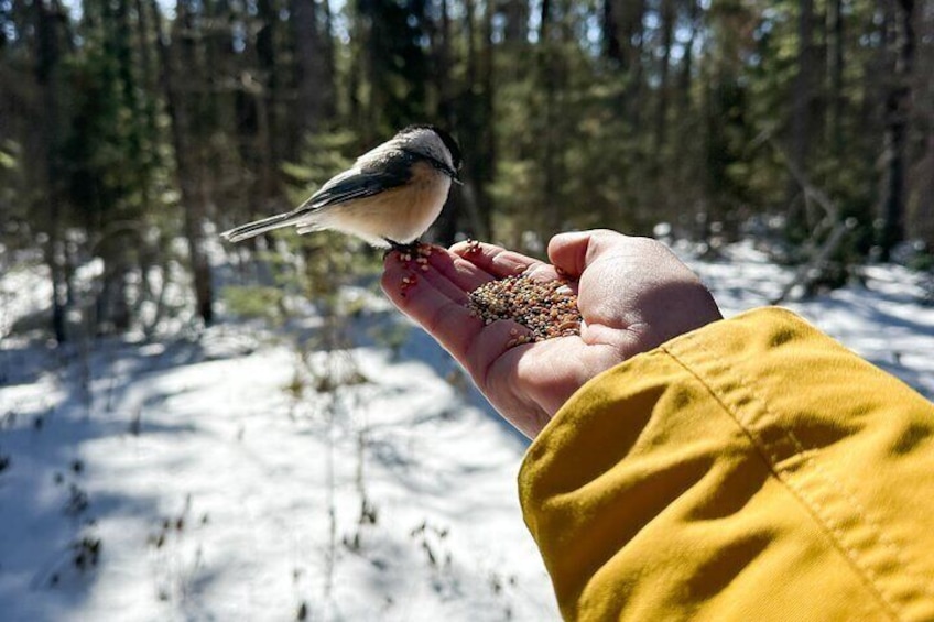 Bird's feeding