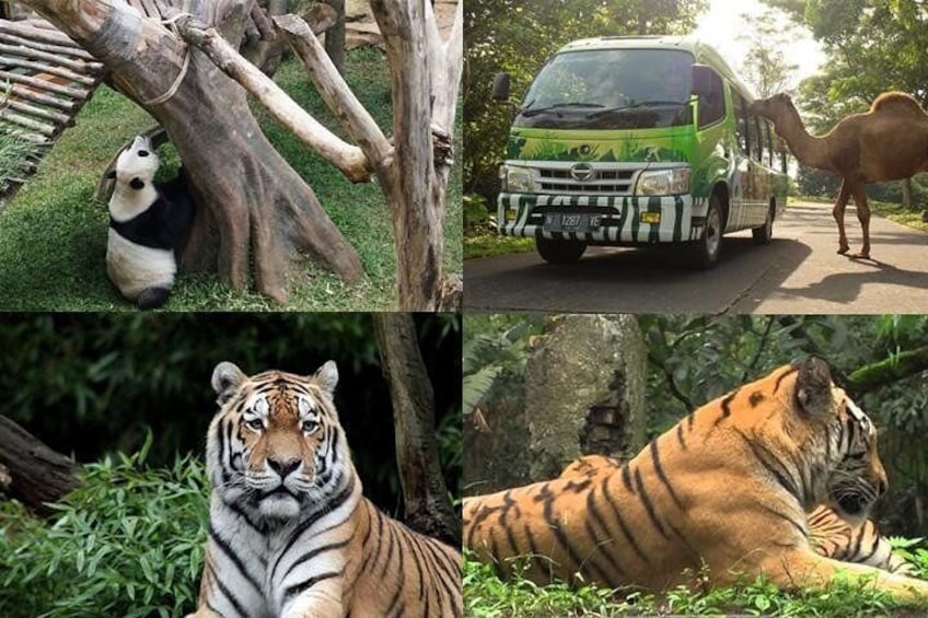 TAMAN SAFARI INDONESIA, Private tour with Guide and Lunch