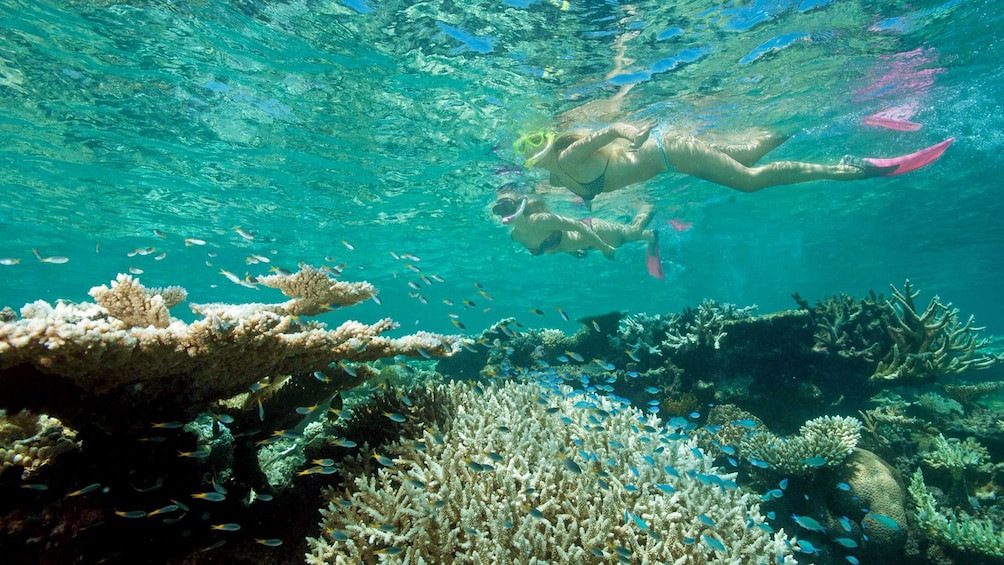 Show item 3 of 8. women snorkeling above coral reefs in Australia