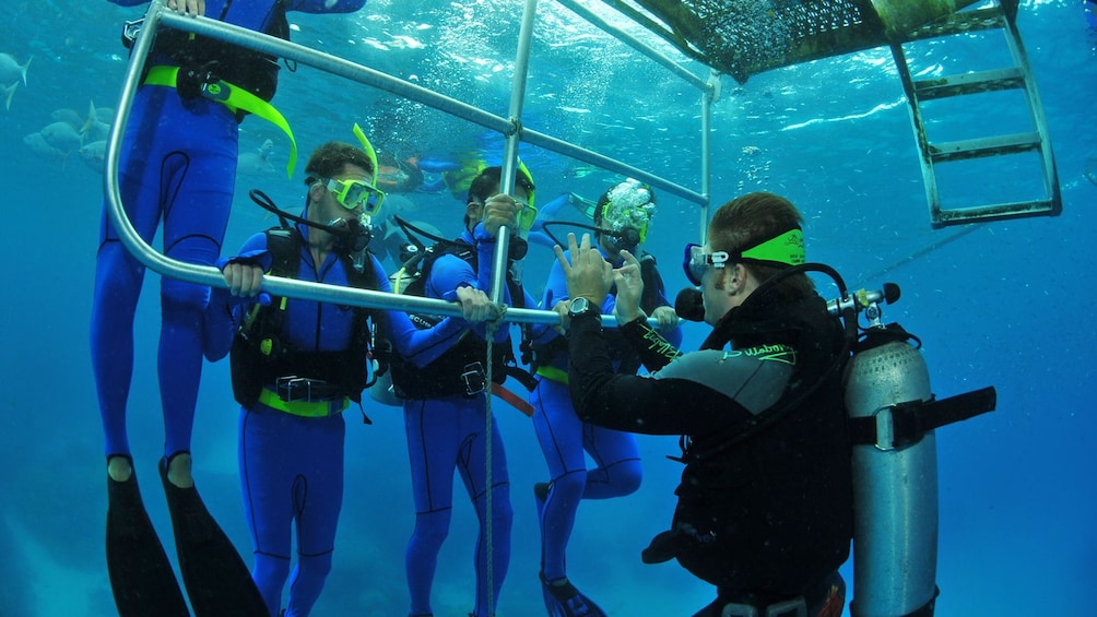 lead diver giving instructions underwater in Australia
