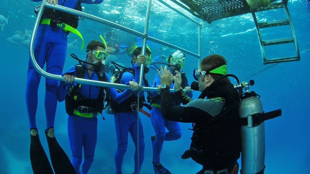 Show item 4 of 8. lead diver giving instructions underwater in Australia