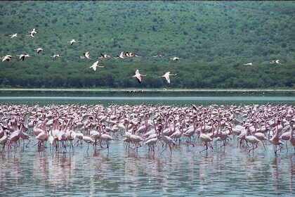 Lake Nakuru National Park Day Tour from Nairobi