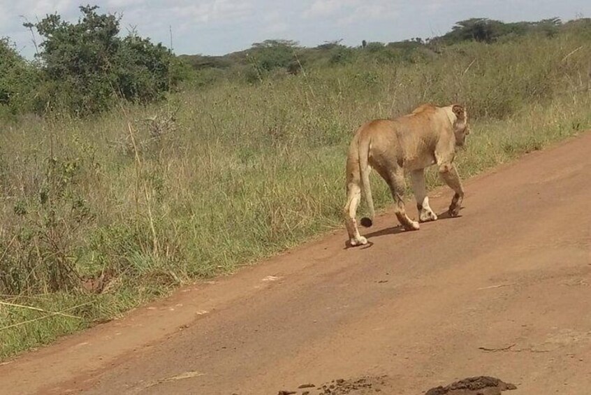 Safari / Tour van van