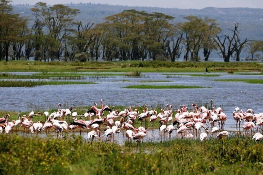 Lake Nakuru National Park