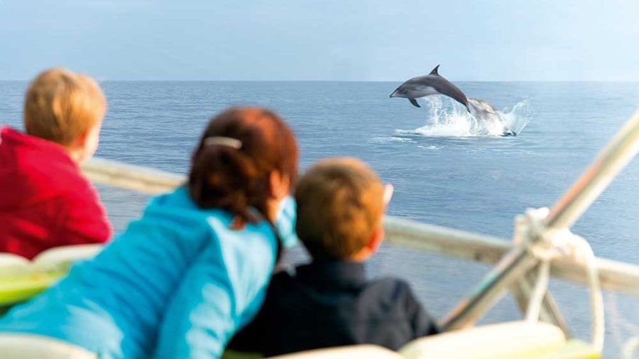 Group watching Dolphins