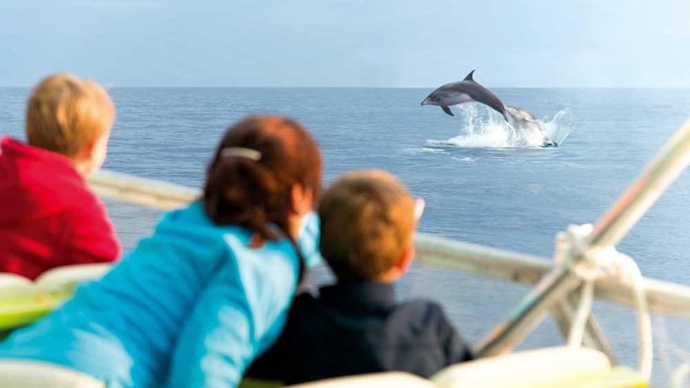 Group watching Dolphins