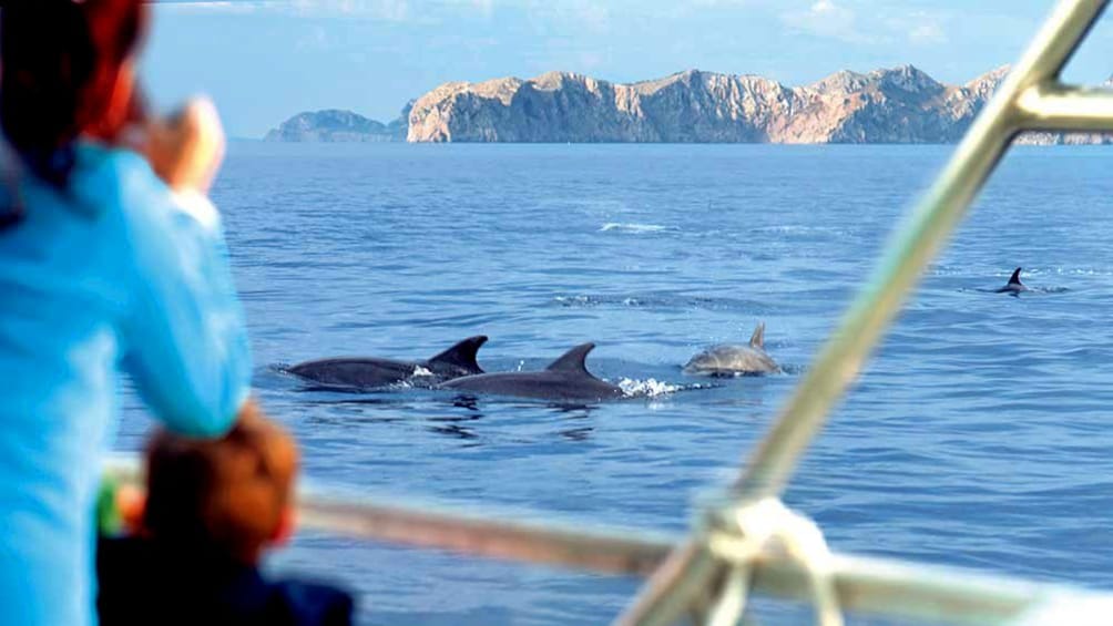 Boat whale watching