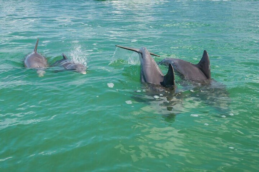 Dolphin Watching and Snorkeling Adventure in Key West