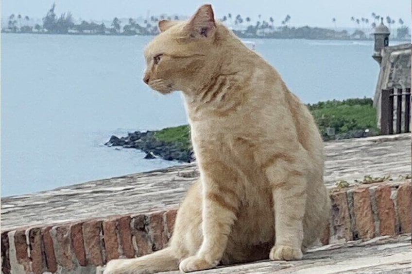Old San Juan City WALKING TOUR