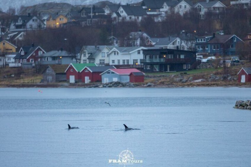 Tour of the authentic fjords of Kvaløya to Sommarøy