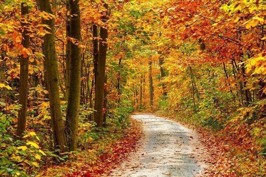 Country road in the fall