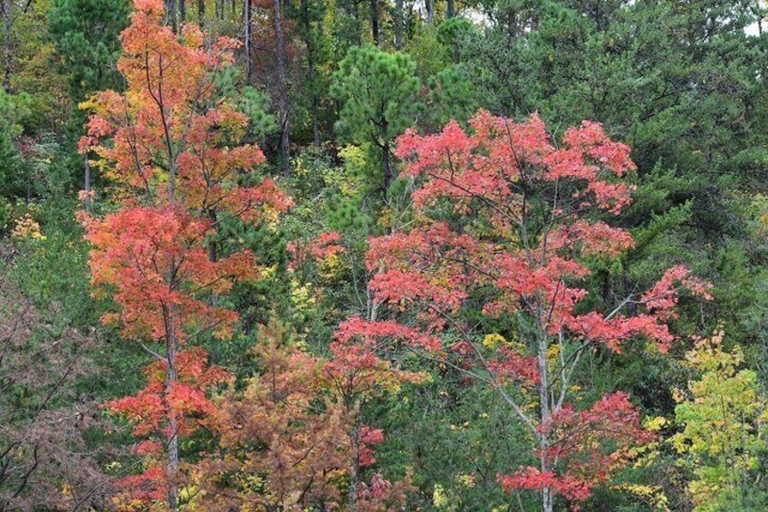 Smoky Mountain Trees of Many Colors Tour from Pigeon Forge