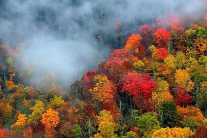 Trees of Many Colours Tour from Pigeon Forge