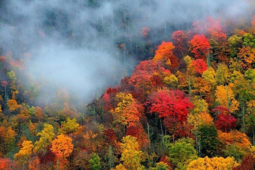 Trees of Many Colors