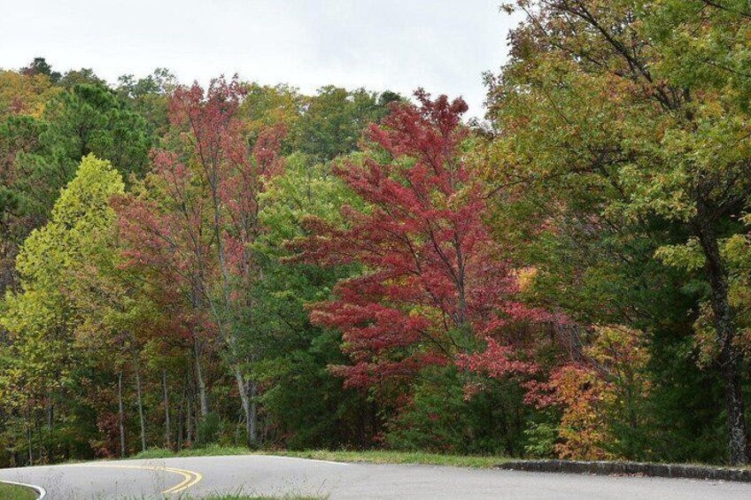 Smoky Mountain Trees of Many Colors Tour from Pigeon Forge