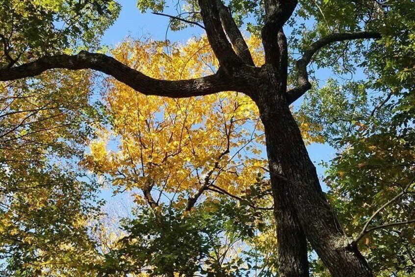 Smoky Mountain Trees of Many Colors Tour from Pigeon Forge