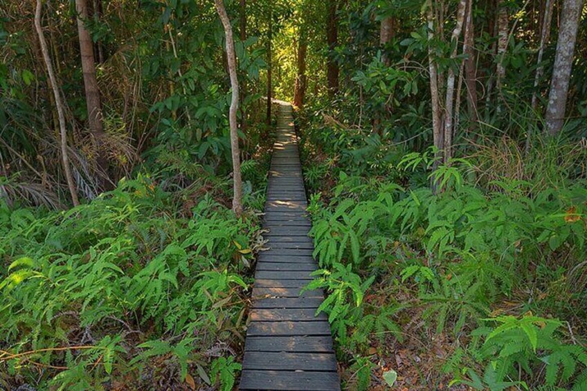 Rain Forest walk