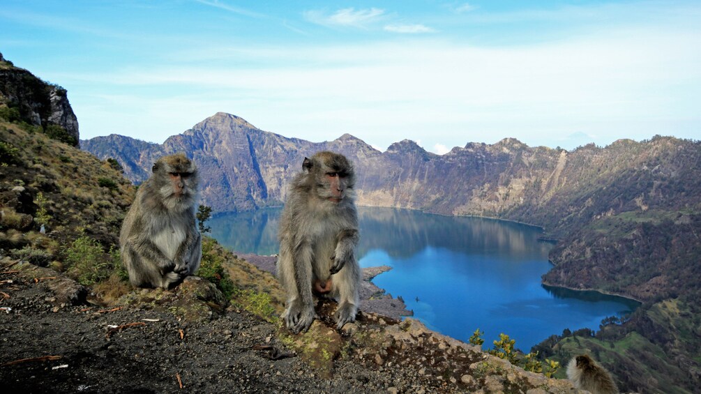 Show item 4 of 5. monkeys on lake overlook