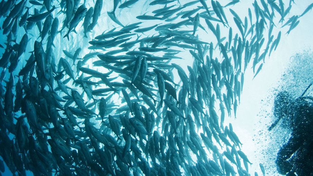 Fish bait ball with scuba diver in water around Cebu Island