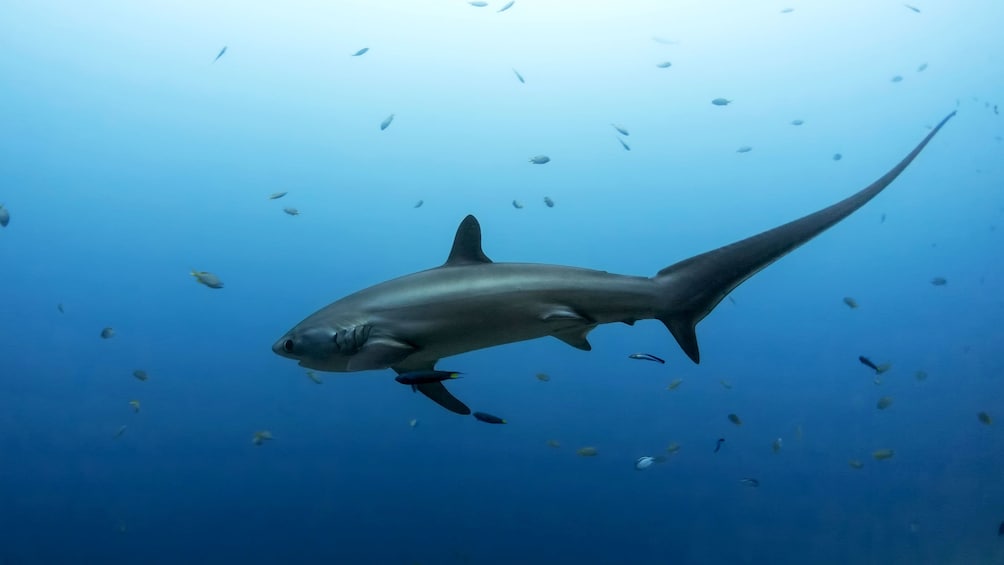 Thrasher shark swimming around Cebu Island