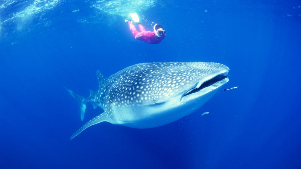 Show item 4 of 5. Snorkeler swimming alongside whale shark in Manila