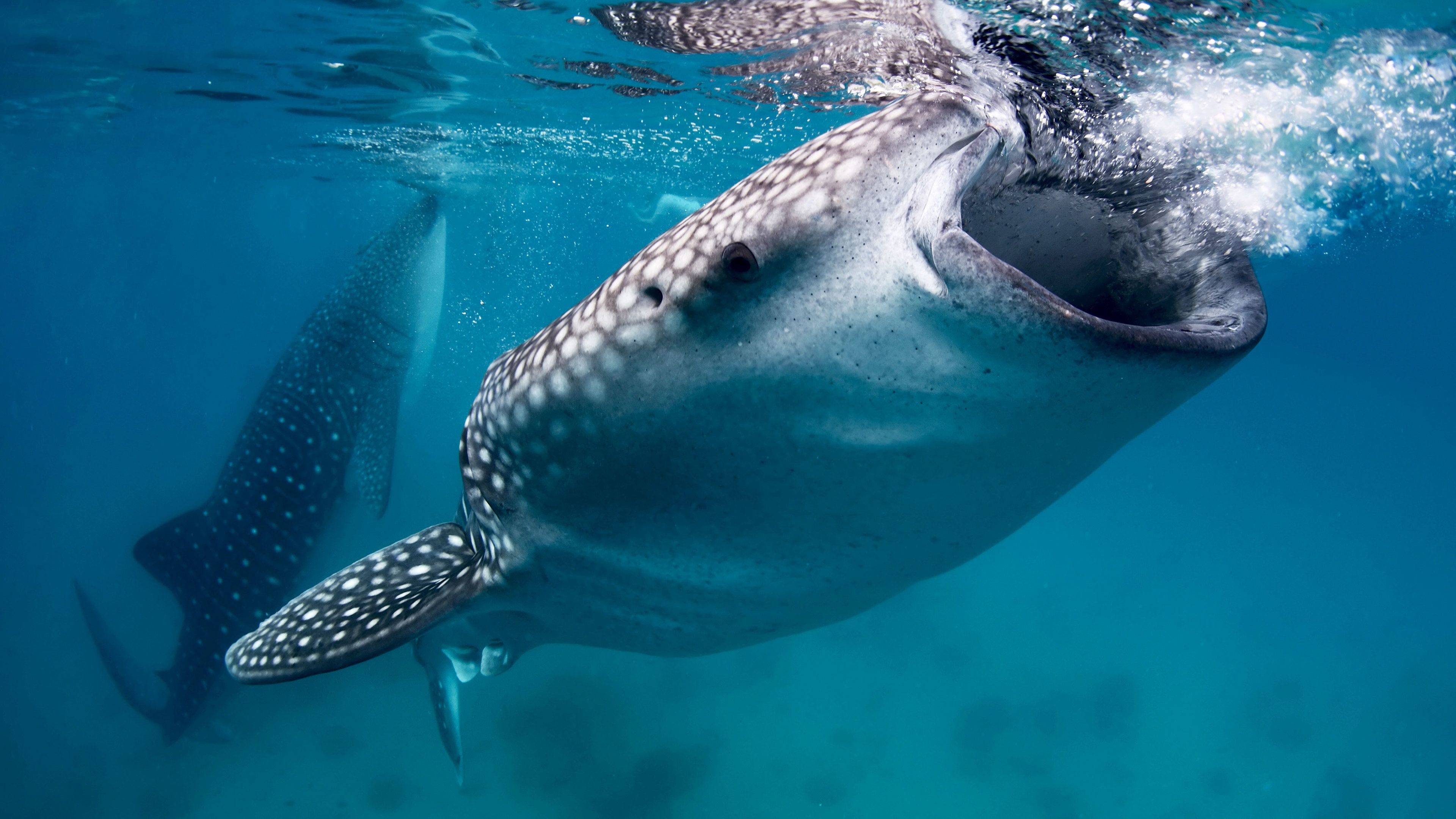 mochipuni whale shark