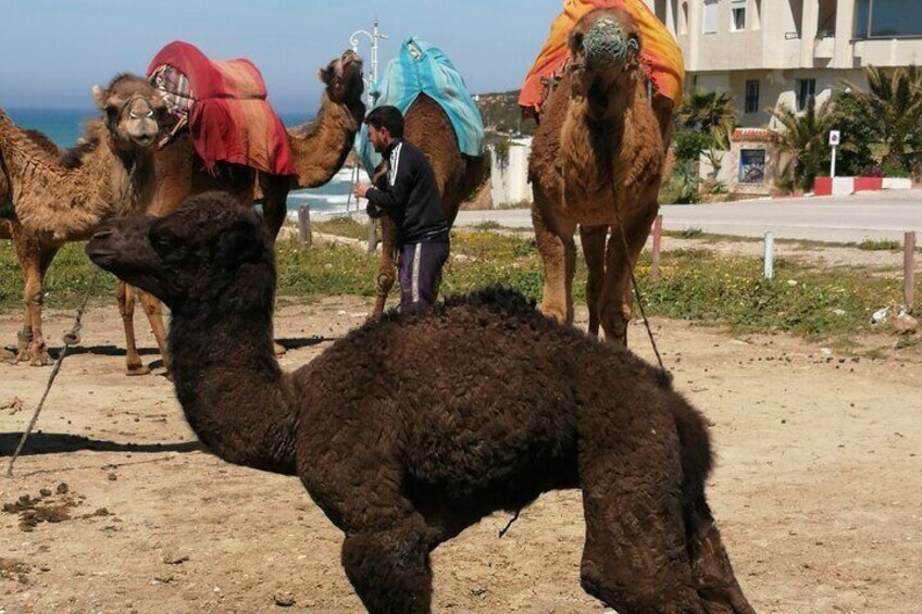 Tangier private day tour including camel ride