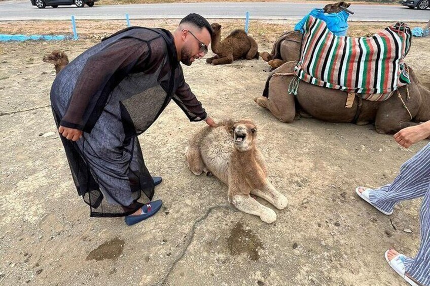 Tangier day tour including camel ride morocco tea