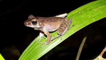 Evening Frog Hunting in Kubah National Park