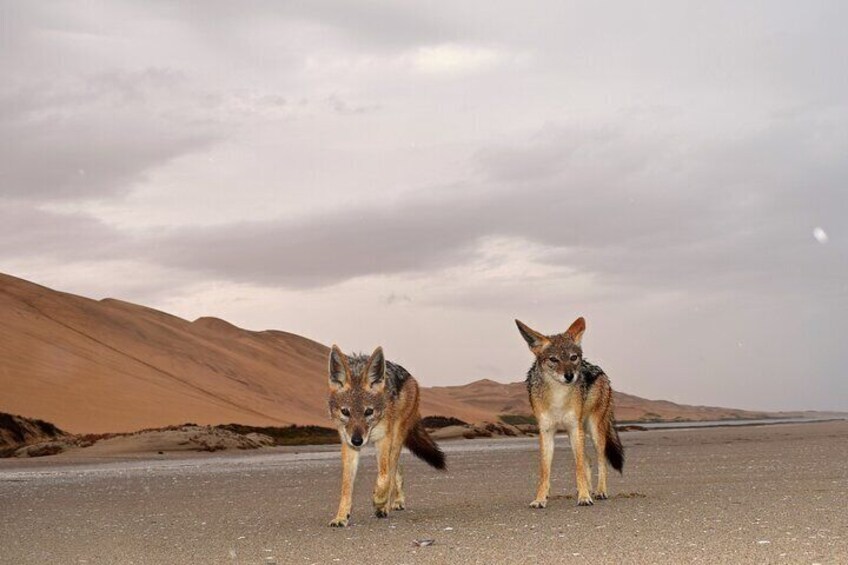 Half-day Small-group Sandwich Harbour Tour from Walvis Bay