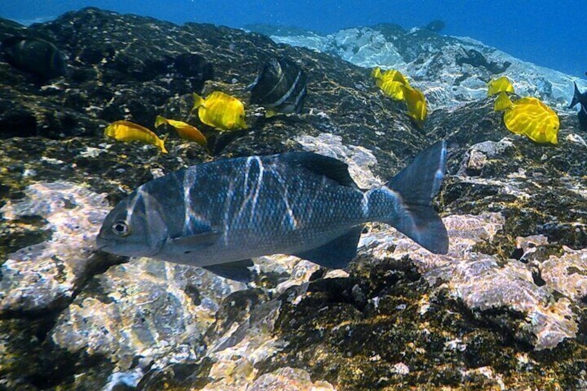 Kealakekua Bay Small-Group Snorkel Experience from Kailua-Kona