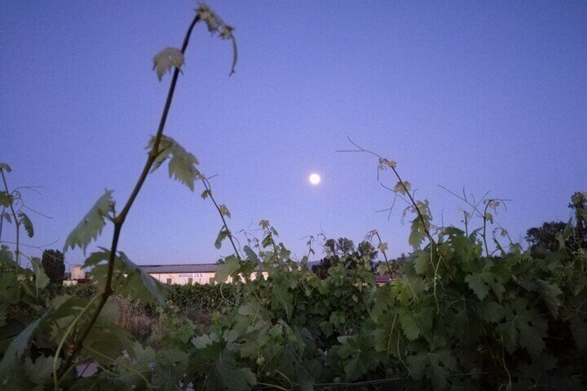 Private Experience of Tertulia Bodeguera in La Rioja