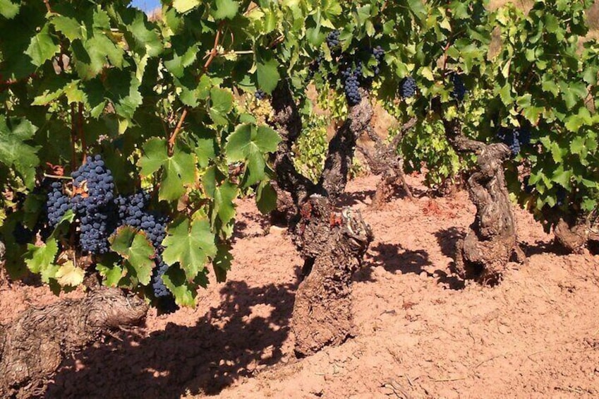 Private Experience of Tertulia Bodeguera in La Rioja