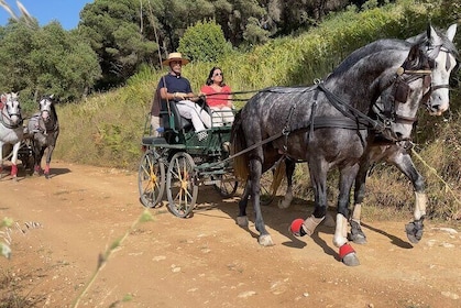 Horse Carriage Tour on the Mountain in Palmela
