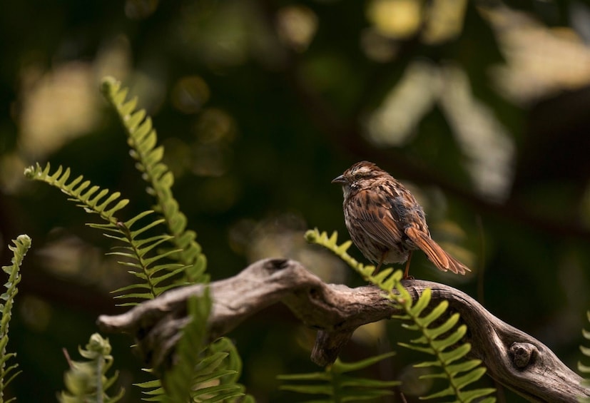 Anamaya Mountains Step Walking Tour