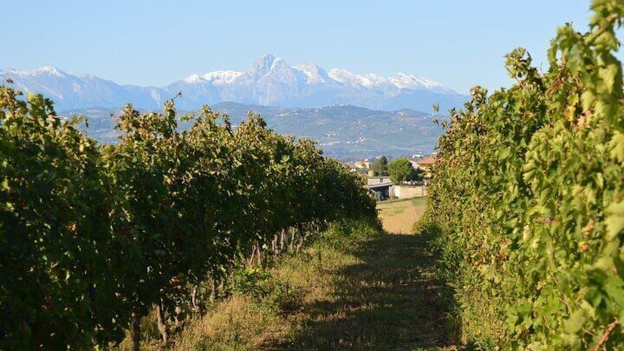 Private Food and Wine Tour in the Cellar with Tastings