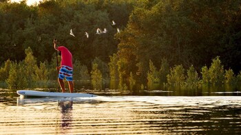 Guided Mangrove Stand-Up Paddleboarding Tour