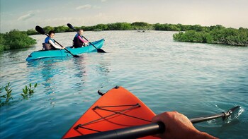 Abu Dhabi Mangrove Kayaking Tour