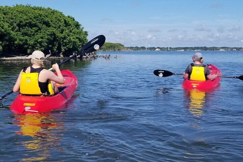 NEW TOUR! Indian River Clear Bottom Manatee and Dolphin Kayak Tour