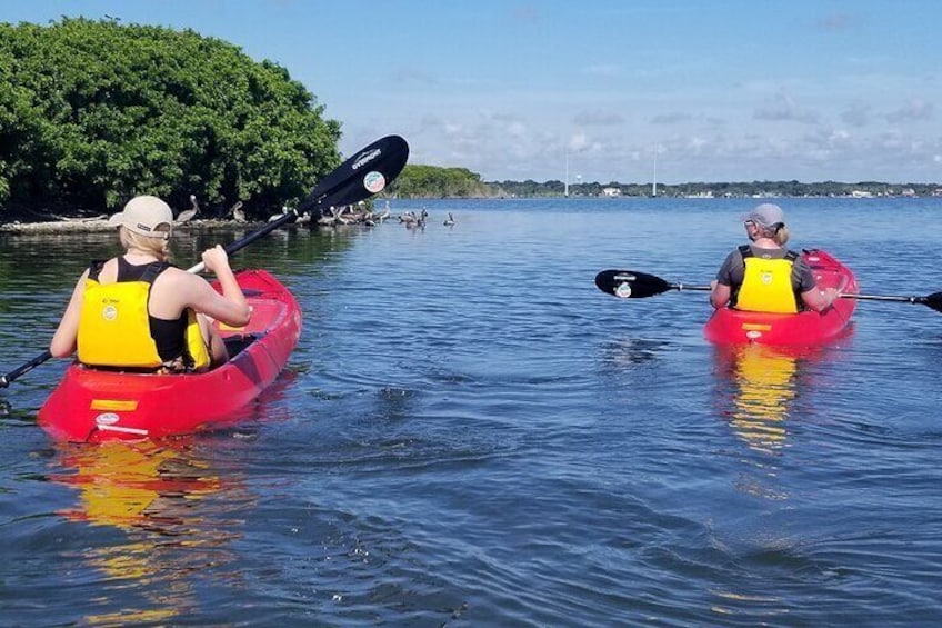 NEW TOUR! Indian River Clear Bottom Manatee and Dolphin Kayak Tour
