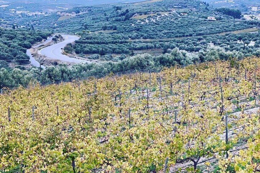 Private Wine Tasting Experience @ Domain Paterianakis (Transfer Included)